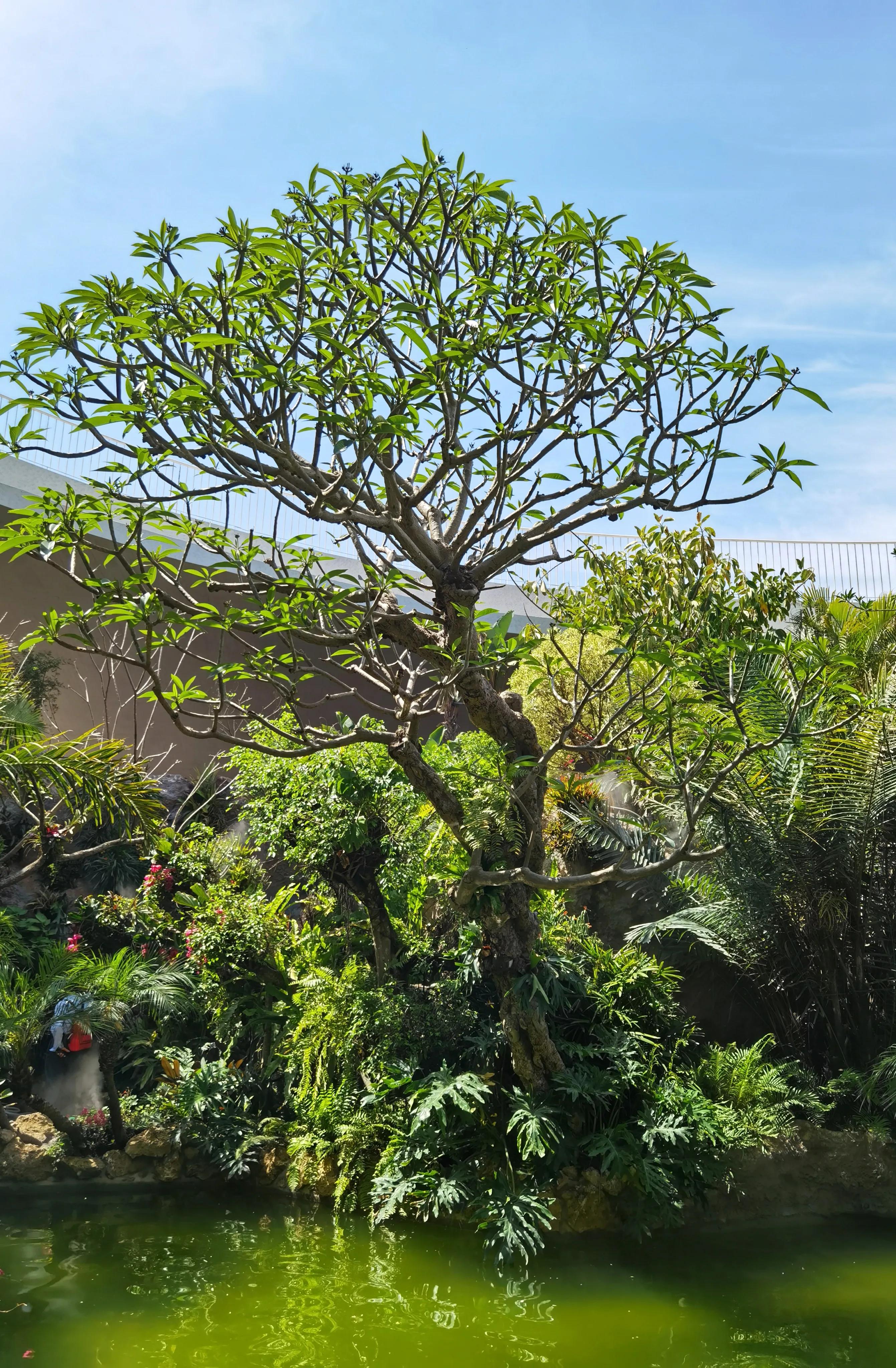 关于崇明花博会,崇明花博会全程花景