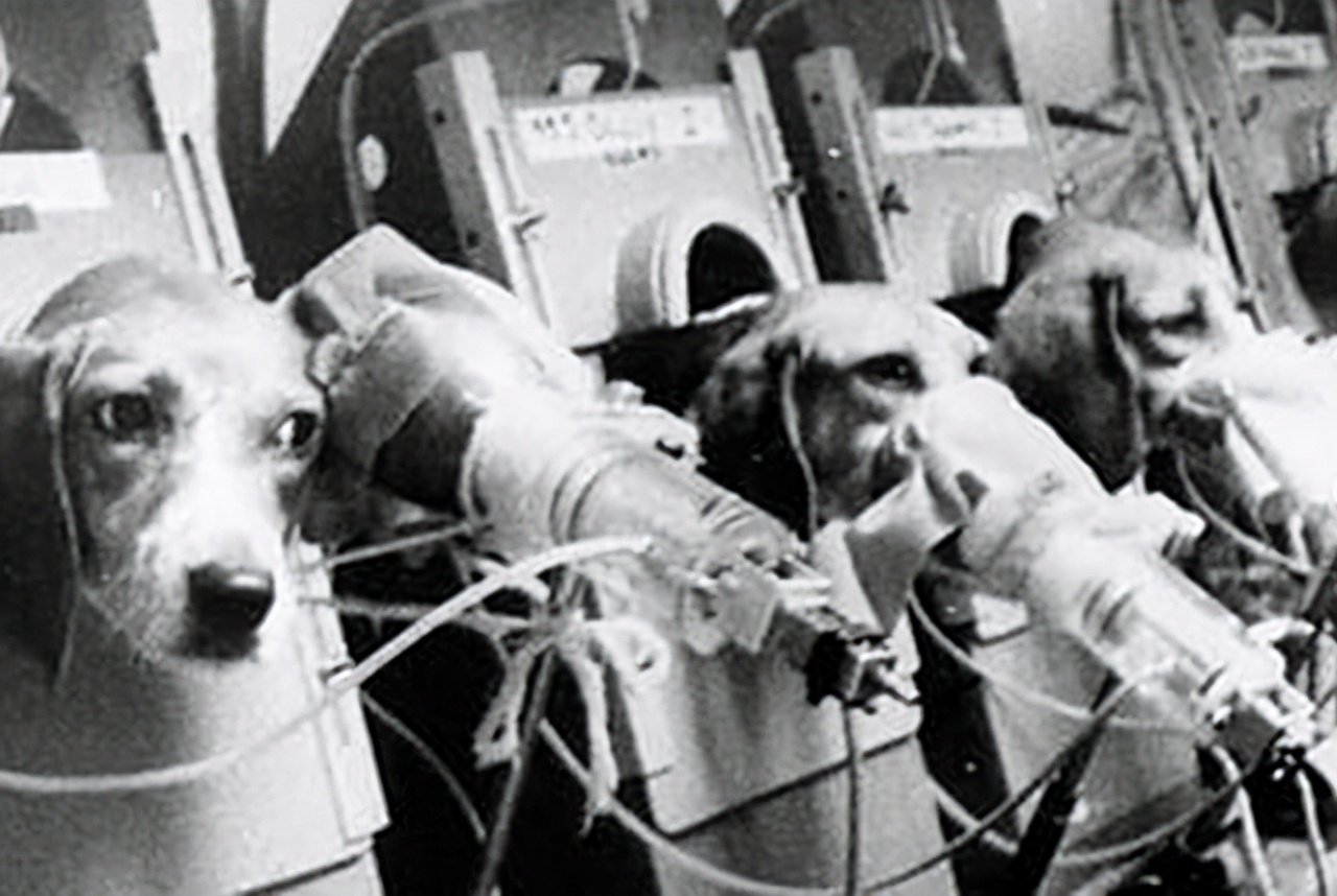 残忍的香烟实验：将小狗囚禁后割开喉咙，每天强喂100支香烟