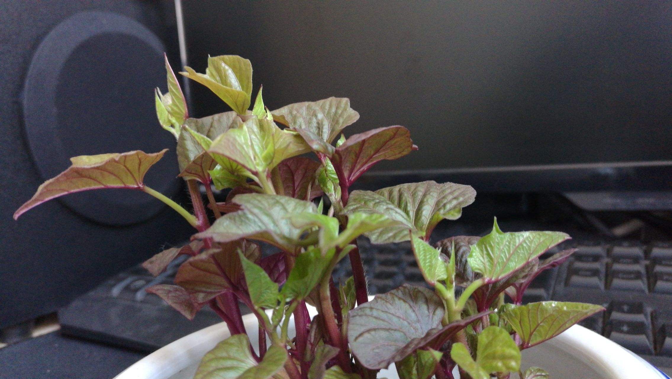 花盆里种的红薯丰收了,花盆种的红薯也长这么大