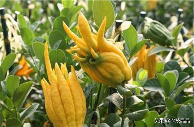 成熟结果佛手怎么种植才能发芽,冬天从网上买的佛手苗怎么种植