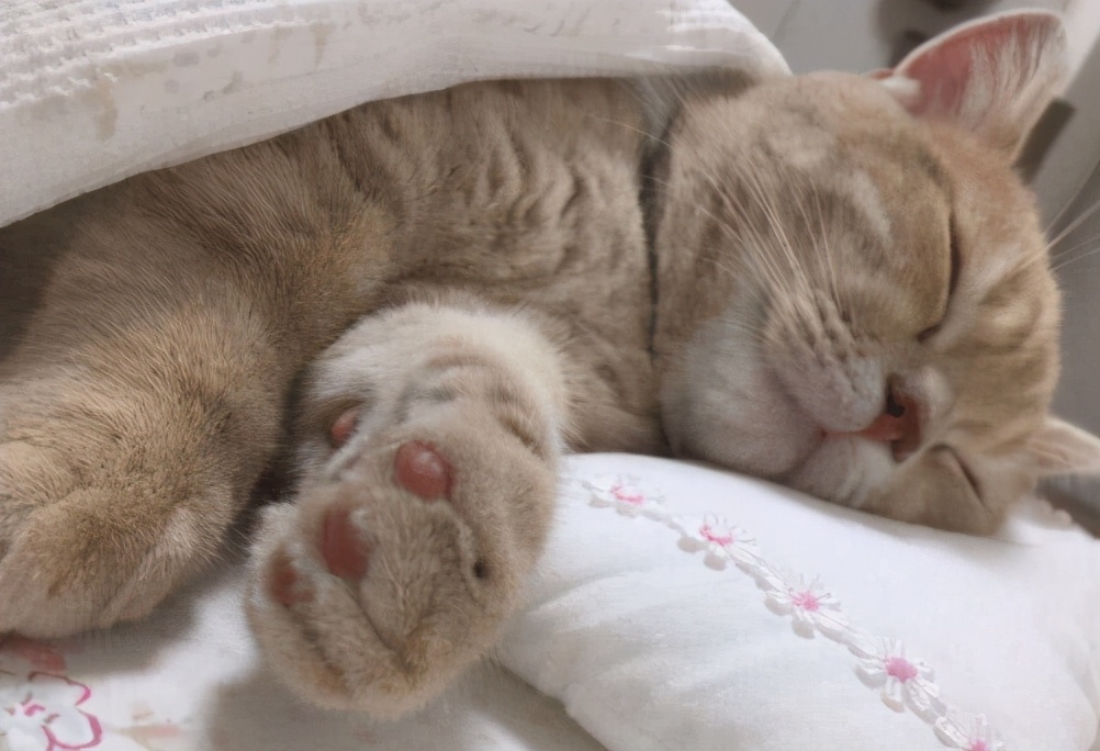 猫咪脸上有伤口化脓,猫咪伤口化脓怎么清创