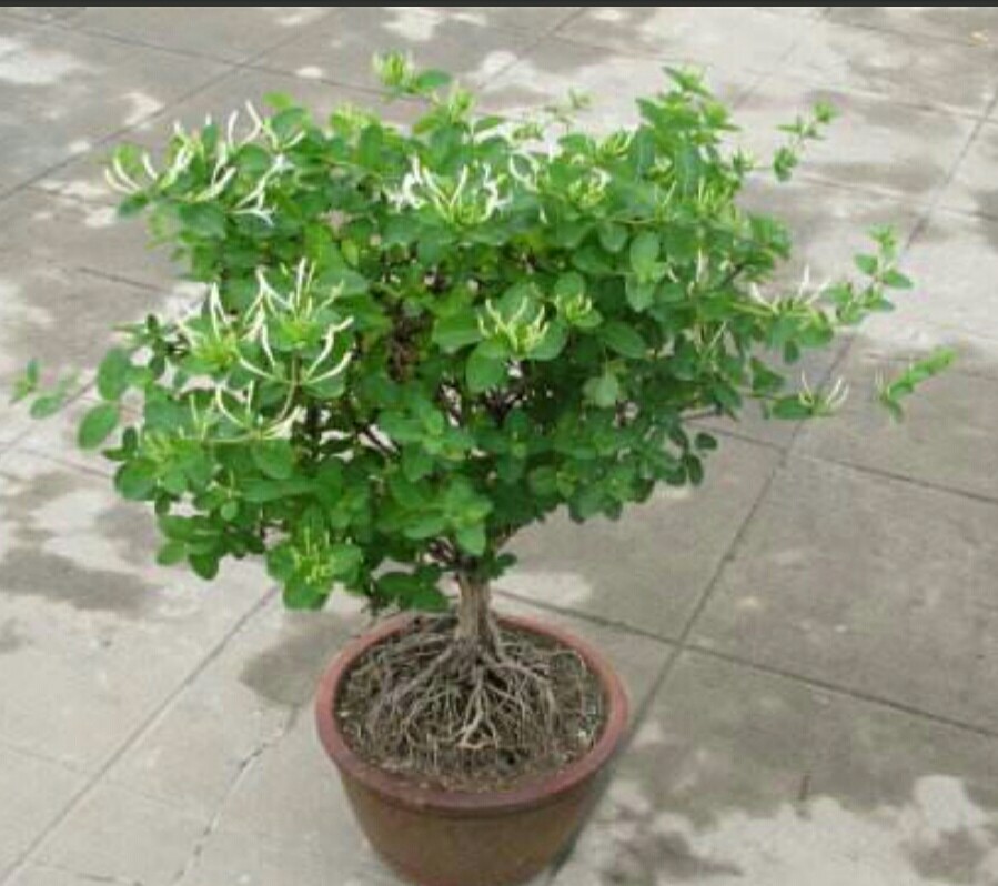 金银花老桩怎样修剪才不会疯长,盆栽金银花开过花的枝条能修剪吗