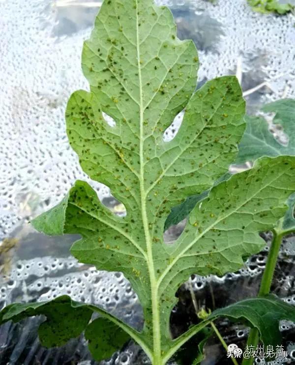 新版西瓜病虫害解决方案,2020西瓜病害视频