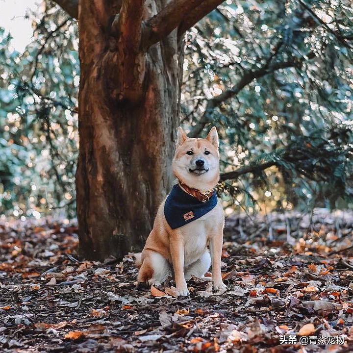 狗狗疫苗反应有哪些,狗狗打脱敏针影响疫苗反应吗