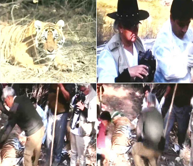 传奇虎王美元男:这只公虎两次作为“单亲奶爸”,养大了两窝虎崽