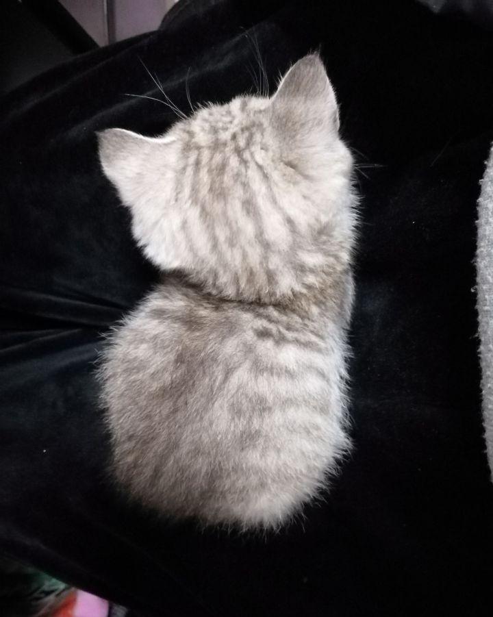 英短1200元靠谱吗,一千元的英短靠谱吗