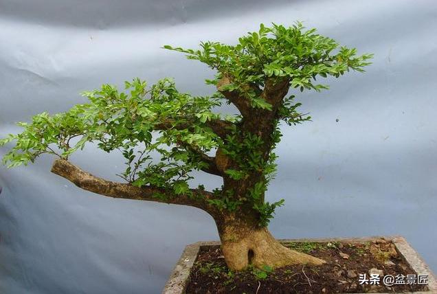 盆景如何抑制侧枝生长,盆景徒长怎么处理