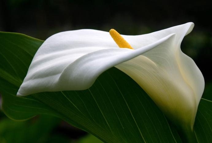 彩色马蹄莲怎么养才开花快,马蹄莲开花期间养护注意什么问题