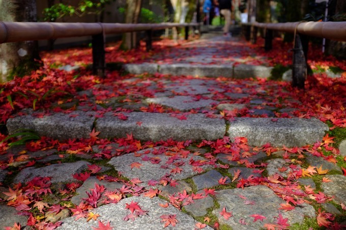 京都赏枫2022,京都赏枫必去景点有哪些好玩的