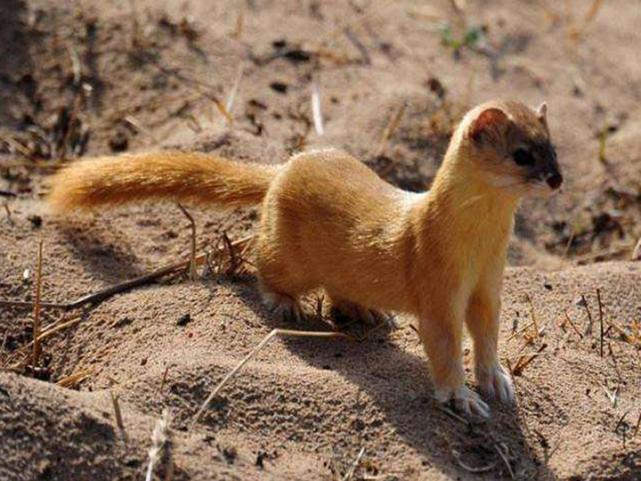 黄鼠狼和臭鼬一起放臭气会很臭吗,臭鼬和黄鼠狼的臭是一种吗