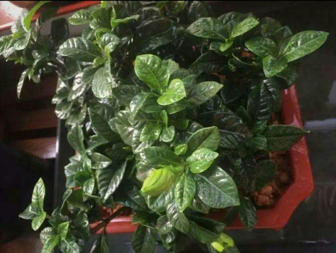 花卉误喷了除草剂怎么补救,花卉药害能自愈吗