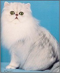 猫咪颜色遗传规律动画,猫咪颜色遗传规律