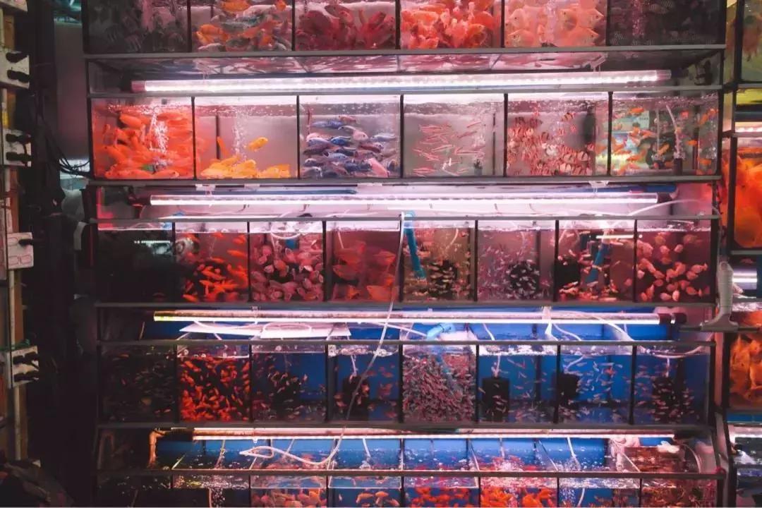 4轨交汇！芳村将华丽大变身！但老芳村正在慢慢消失…