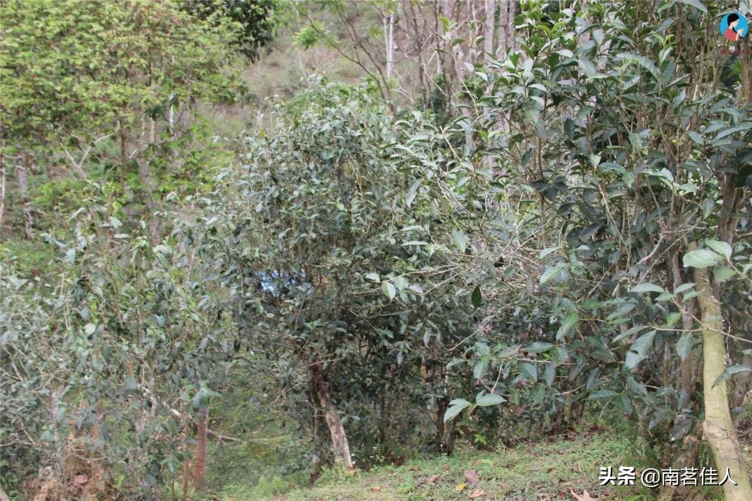 易武茶的潜力有哪些,易武古树茶的价值