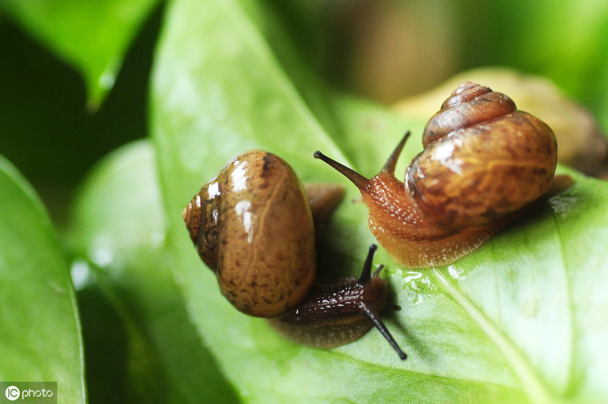 菜地有鼻涕虫用什么方法去除,怎样杀灭菜地蜗牛鼻涕虫