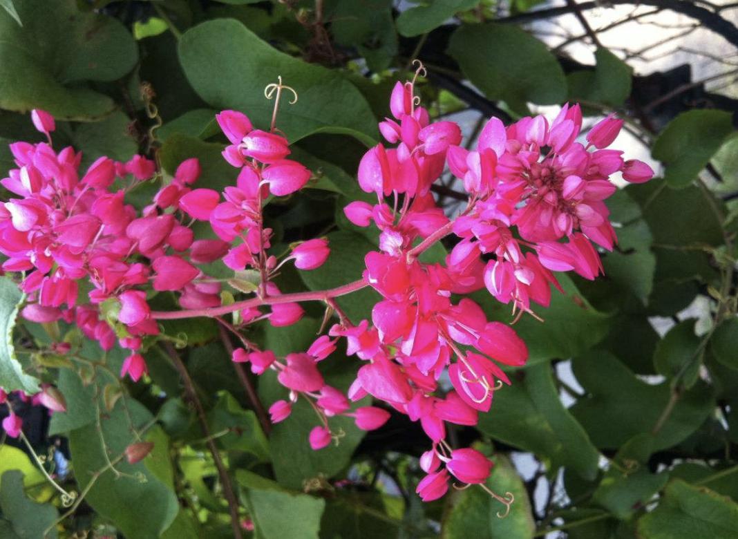 室内阳台适合养的爬墙的花,这6种花养在家里颜值高还好养活