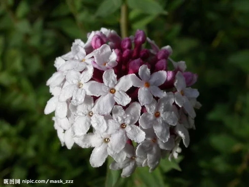 狼毒花故事梗概,狼毒花解说视频
