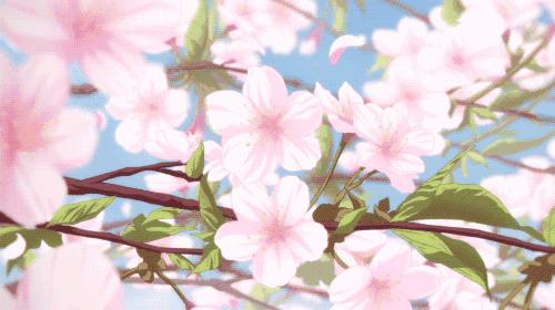 没有一个女孩，逃得过「樱花限定」四个字