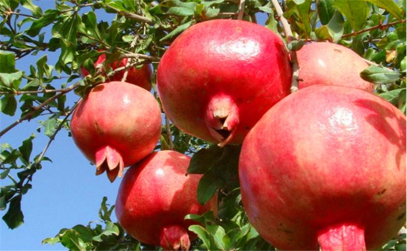 石榴树用什么土栽培好,石榴树怎么剪枝才能高产