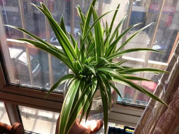 种花一年四季都能生根,冬天种花枝条多久生根