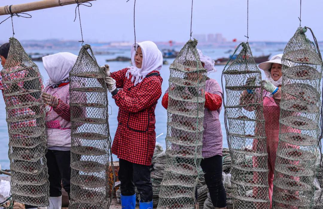 秋冬种植忙播种来年新希望,荣成扇贝分苗视频