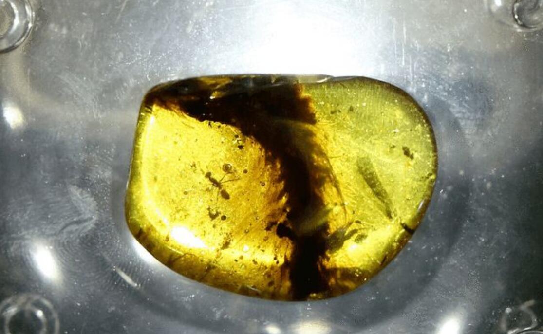 科学家发现史前恐龙生命强大,中国科学家已经复活恐龙了吗