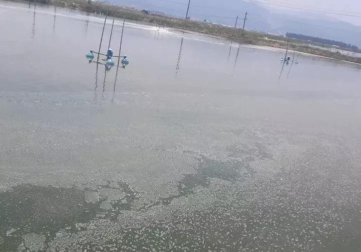 鱼塘水质突然变红浑浊是什么原因,池塘水质变绿怎么处理