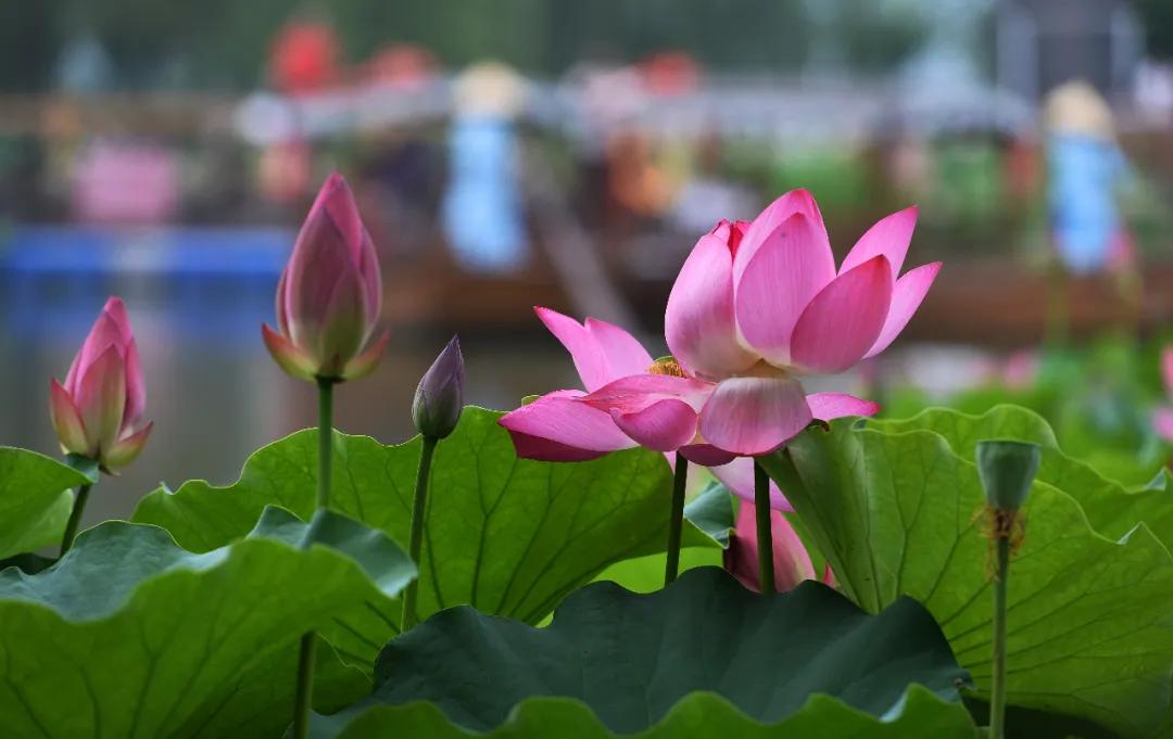 夏季最美荷花在哪里,山东最漂亮的荷花