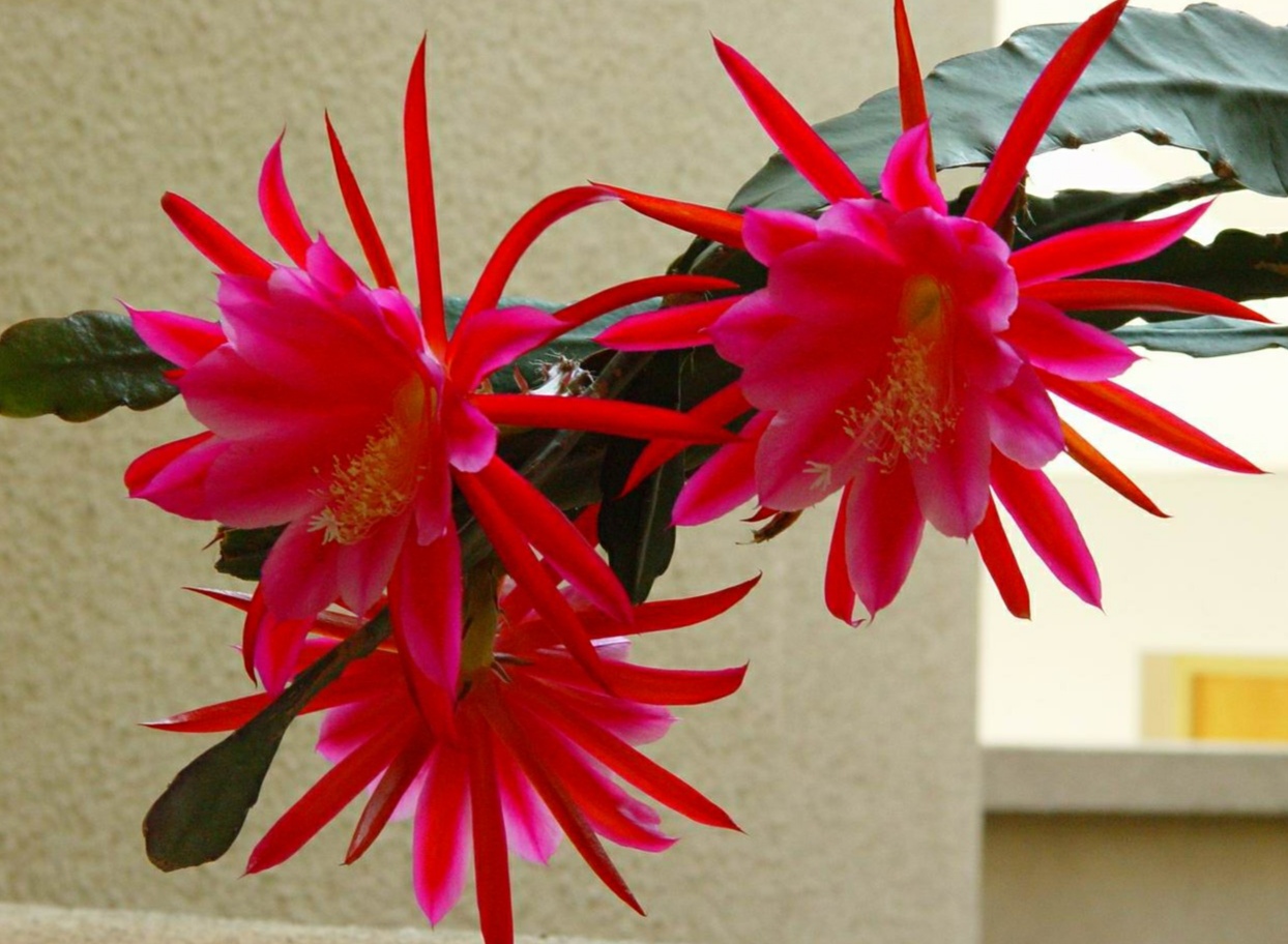 “常年丑貌君不问，一日花红万户惊”——仙人掌的产地及精品赏析