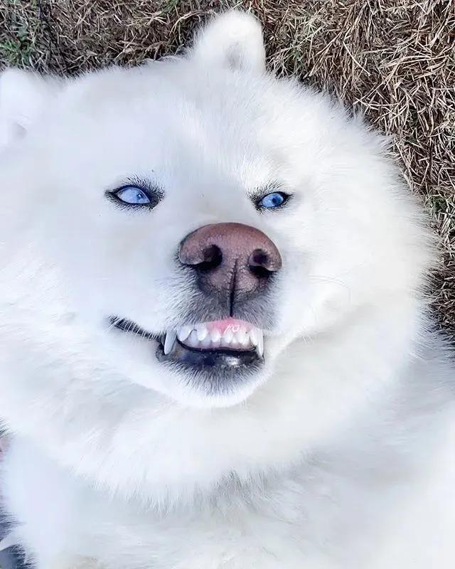 网友家的狗出门常被认错，二哈：“你才是萨摩，老子是哈士奇！”