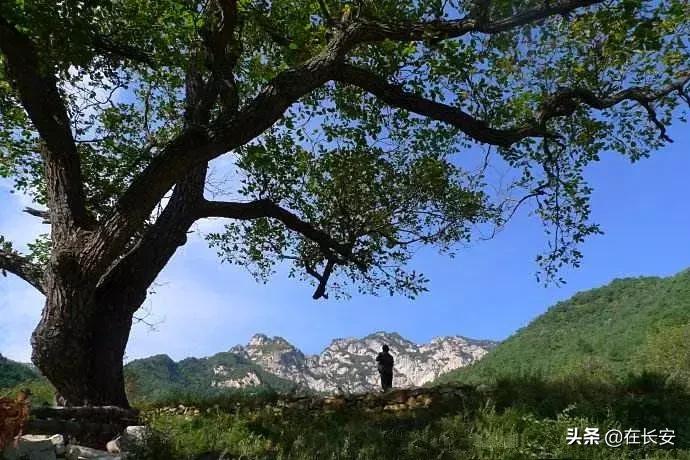 陕西的青皮核桃,陕西人儿时记忆饭菜