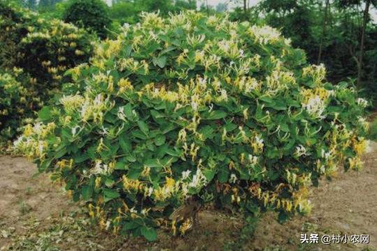 种植金银花药材前景如何,种植一亩地的金银花需要多少钱