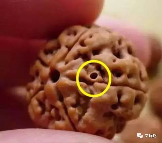 菩提手串长毛发霉有危害,菩提手串长虫子对我们有什么危害