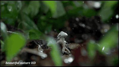 庄子当年真的看见了鲲鹏吗,庄子眼中的鲲鹏