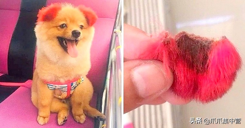 在马路上画只老虎把狗子吓坏了,狗画成老虎的模样吓跑了豹子