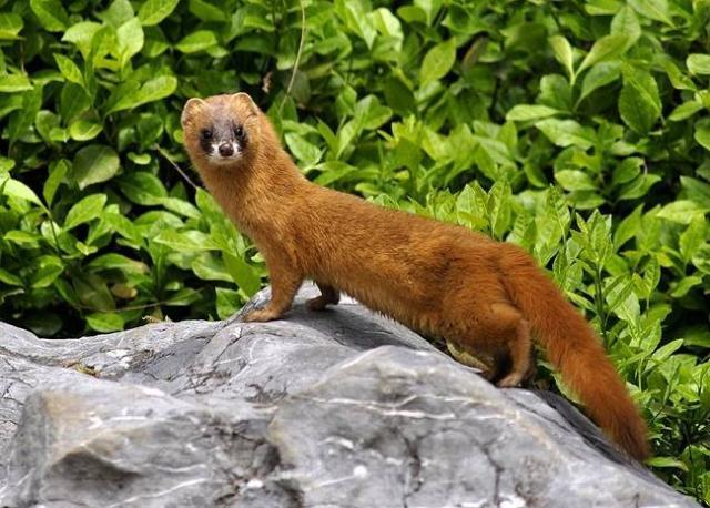 黄鼠狼为什么叫做黄大仙科学原理,老祖宗为什么说黄鼠狼不能抓