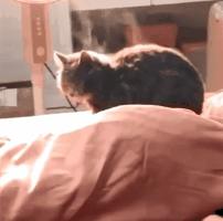 南方养猫跟北方养猫什么区别,北方养猫为什么比南方好