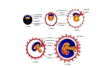 孕妇孕早期见红是怎么回事,孕早期见红有什么特征