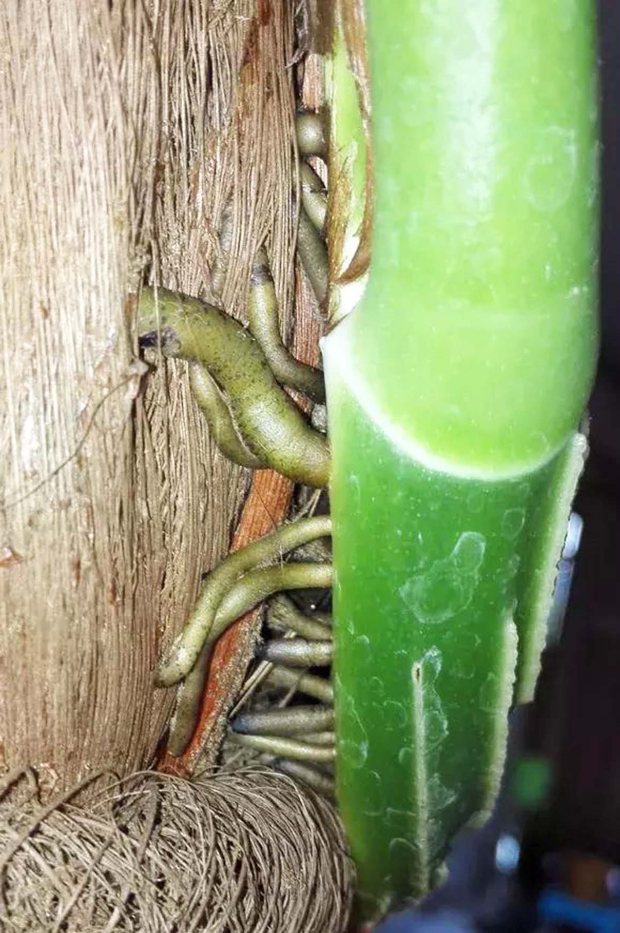 绿萝修剪下来的藤条土养,绿萝有藤条需要怎么修剪