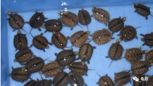 鉴赏花草模板,小青苗照片