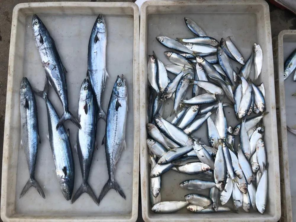 二月份威海海鲜价格,威海海鲜价格实时查询系统