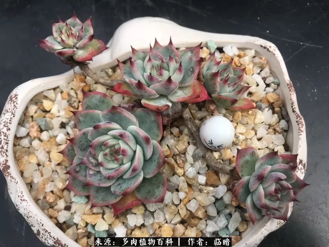 多肉带给我的感情,多肉给人们带什么作用