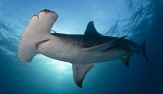 吃鱼翅犯法吗,吃鱼翅犯不犯法