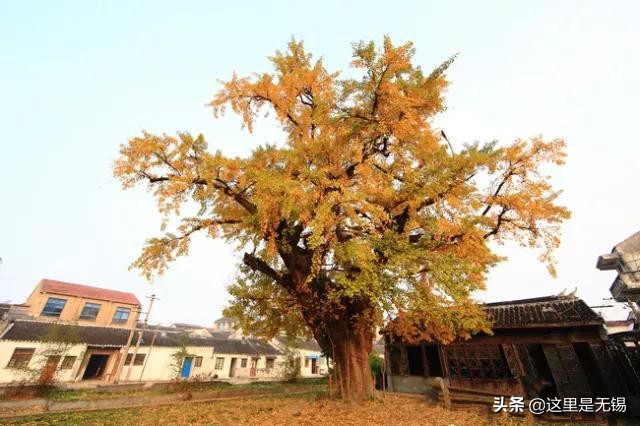 无锡秋游胜地最全推荐,无锡秋游自驾绝佳去处