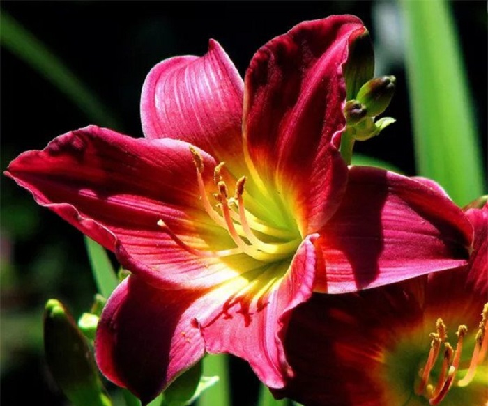 智利国家的七大冷知识,冷知识智利每年从中国进口樱桃