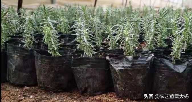 雷大杨:薰衣草好看,苗不好养,带大伙看看怎么做薰衣草育苗