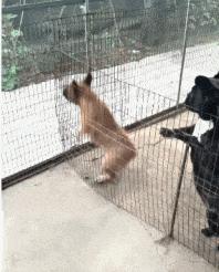 搞笑gif开心一刻原来高手在民间,搞笑gif开心一刻不按常理出牌