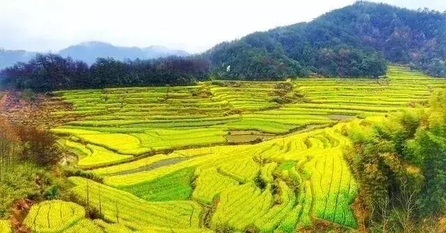 安徽春天去哪看花,安徽春天赏花攻略景点推荐