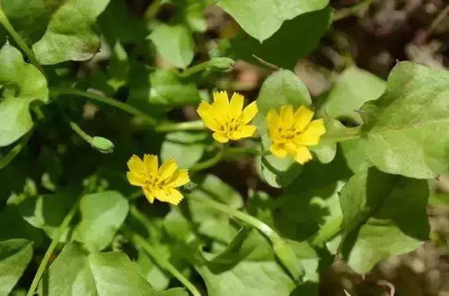 身边常见花卉识别,身边常见的树有哪些