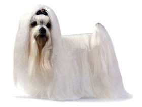 聪明的小宠物狗都有哪些品种,哪种宠物狗最聪明听话又好养